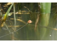 Korda Kruiser Control Line 0,30