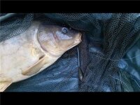 PB Products DT Heli-Chod Buffer Hood 8,5cm Silt 3 Stk