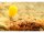 Korda Pop-up Maize Citrus Zing -Orange