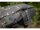 Korda Compac 5 Rod Holdall Dark Kamo 12ft