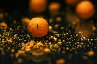 Black Label Baits Fruity Thrill 3,5kg 16mm