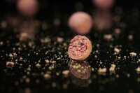 Black Label Baits Scoberry 3,5kg 16mm