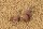 Sonubaits Pellet OS 8mm - Spicy Sausage