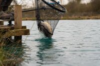 Preston Carp XS Landing Net