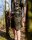 Fox LW Khaki Combat Short medium