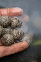 Black Label Baits Crawling Bug+ Additive