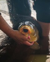 Fox Carp Ready Rigs - Fluoro D-Rig - 6 (x3)