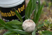 Naturebaits Incubator Fresh Water