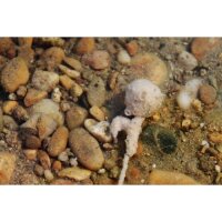 Naturebaits Incubator Dosenmais