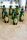 Monkey Climber Secret Stash Hookbait Juices / Exclusive Blends Green Bottles 50ml Roddy Blend
