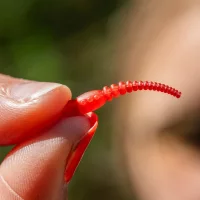 Carpleads Worm Kicks Red