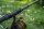 Nash Scope 10ft Black Duplon