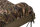 Fox Camolite XL Sleeping Bag