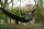 Bank Life Hammock
