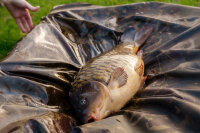 Carp Care Deluxe Beanie Mat XL