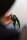 Korda Grapple Lead 4oz