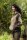 Korda Womens Kore Hoodie | Dark Olive L