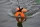 SPYDER SPOD Medium Orange/Black