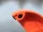 SPYDER SPOD Medium Orange/Black