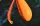 SPYDER SPOD Medium Orange/Black