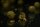 Black Label Baits Monster Crab 3,5kg 24mm