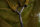 Nash Scope OPS Retract Landing Net 42"