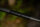 Nash Scope OPS Retract Landing Net 42"
