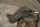 Nash Carp Care Easy Float Retainer Sling Camo